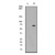 Western Blot: AKT1 [phospho Thr308] Antibody (EP2107Y) [NB100-79890] - Western blot analysis on NIH 3T3 cell lysates using NB100-79890, 1:10,000 dilution. Cells were either (A) untreated (B) treated with PDGF